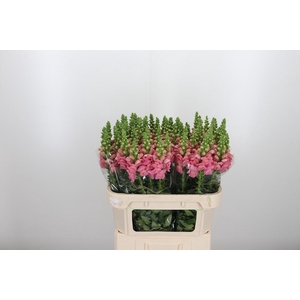 Antir Opus Pink