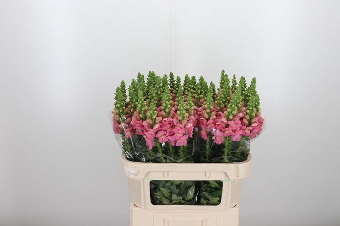<h4>Antir Opus Pink</h4>