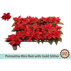 Euph. poinsettia mini red + Gold glitter