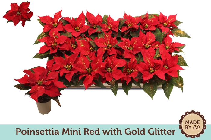 <h4>Euph. poinsettia mini red + Gold glitter</h4>