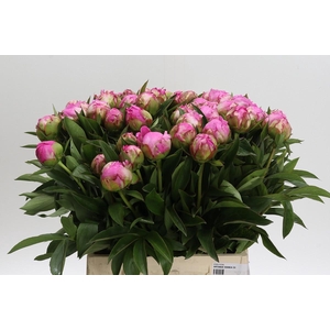 Paeonia Dr Alexander Fleming