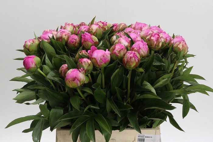 Paeonia Dr Alexander Fleming