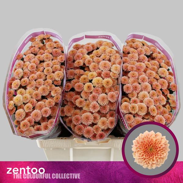 <h4>CHR S MILLER APRICOT</h4>