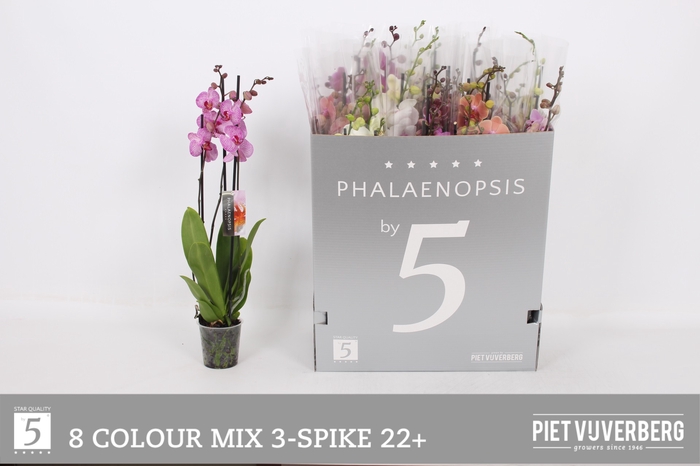 <h4>PHAL GEM 8 KL</h4>