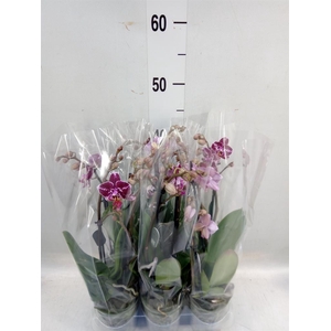 Phalaenopsis multi.   ...