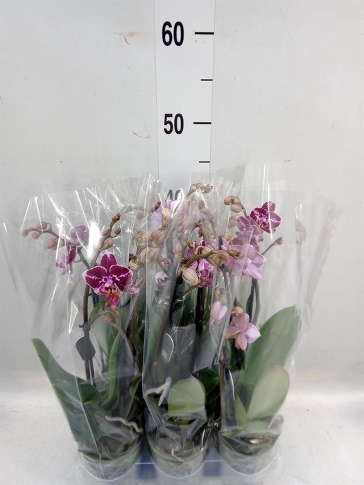 <h4>Phalaenopsis multi. ...</h4>