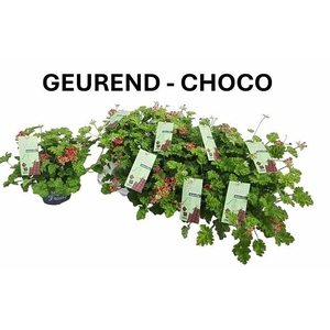 PEL GEM WELRIEKEND