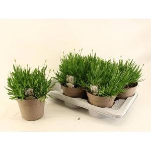 LAVAN AN AROMA WHITE