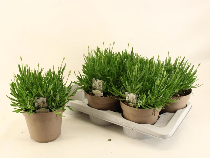 <h4>LAVAN AN AROMA WHITE</h4>