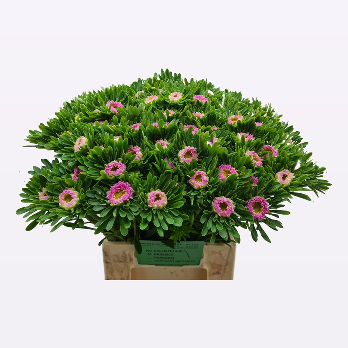 <h4>CALLIS MATS PINK</h4>