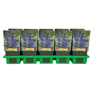 Ajuga