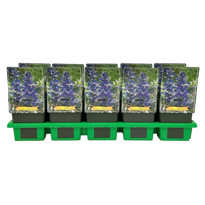 <h4>Ajuga</h4>