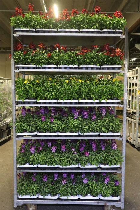 <h4>Erys Mixk 1 Kleur Per Tray</h4>