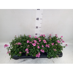 Diascia  'FlyColors Trail Antiq Ro'