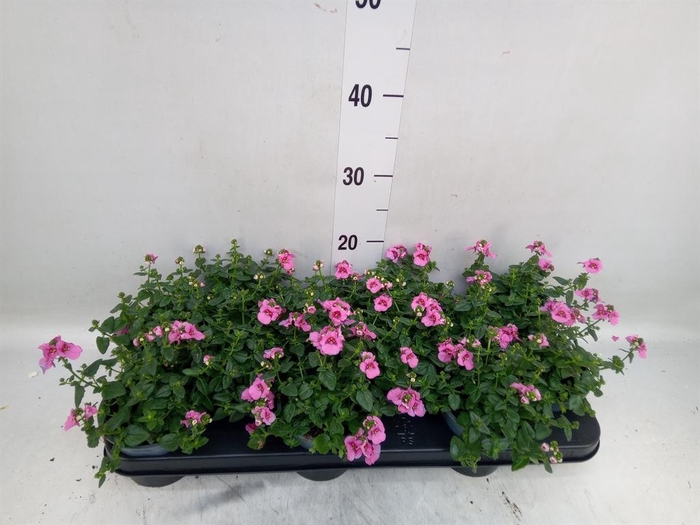 <h4>Diascia  'FlyColors Trail Antiq Ro'</h4>