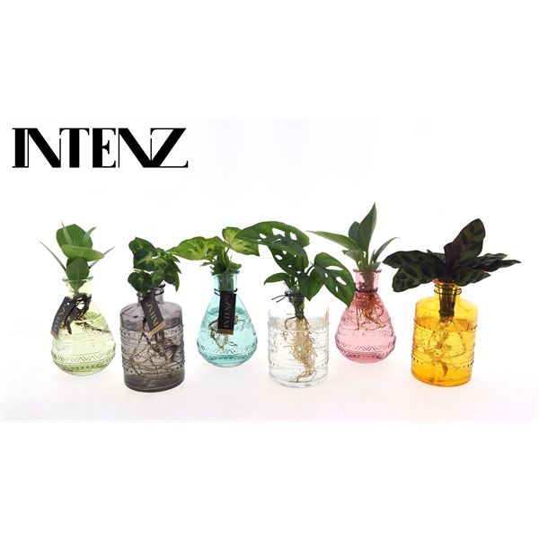<h4>Mix in Salinas glas - levertijd: 24 uur</h4>