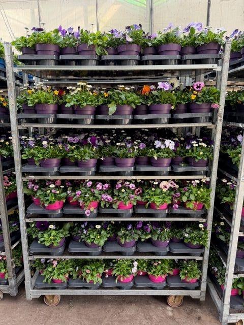 <h4>PERKPL GEM IN POT</h4>