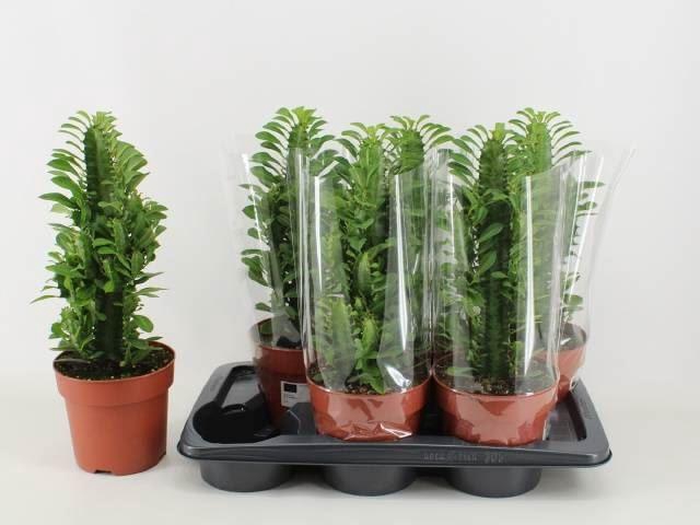 <h4>Euphorbia trigona</h4>