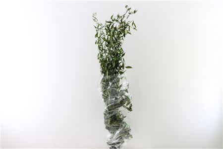 <h4>Pres Ruscus Fine Long Green Bunch</h4>