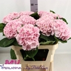 Hydrangea my beautiful matcha