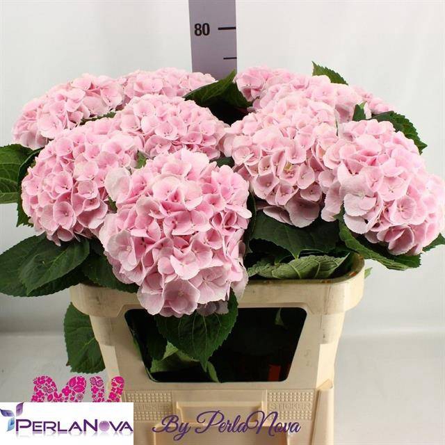 Hydrangea my beautiful matcha