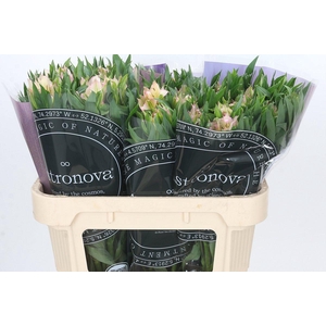 Alstroemeria Astronova Thabit