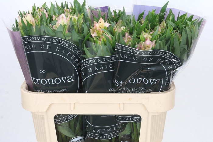 <h4>Alstroemeria Astronova Thabit</h4>