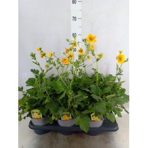 Geum chiloense