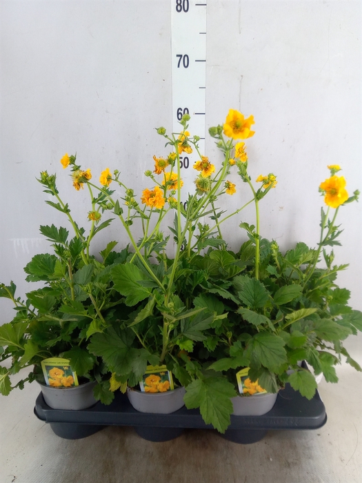 <h4>Geum chiloense</h4>