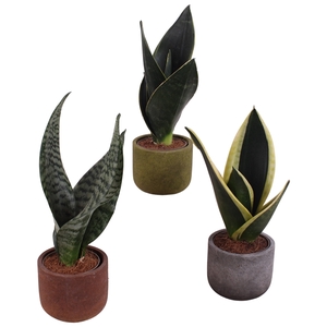 Sansevieria mix Ø09cm in Ø11cm Ceramic NT467