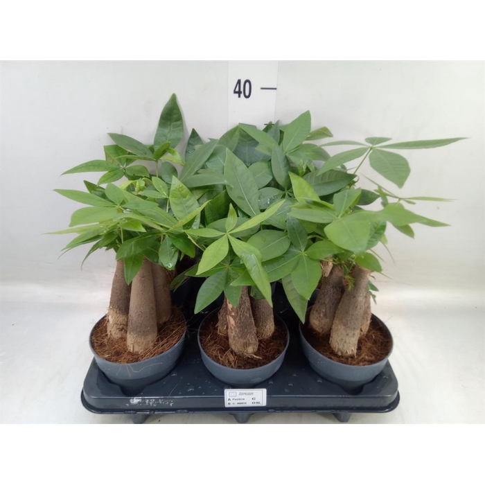 <h4>Pachira aquatica</h4>