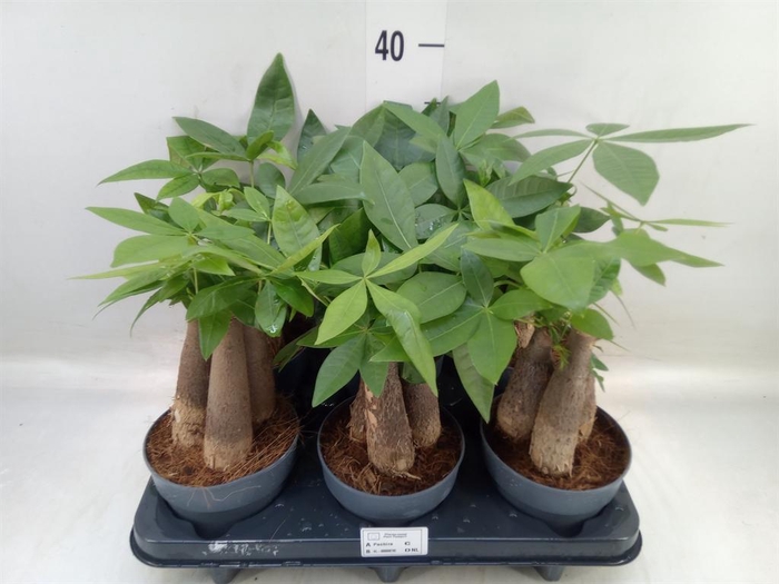 <h4>Pachira aquatica</h4>