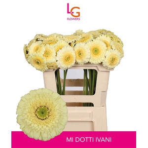 Germini Pomponi Dotti Ivani Water x60