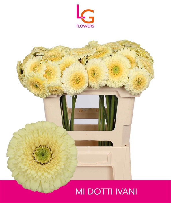 <h4>Germini Pomponi Dotti Ivani Water x60</h4>