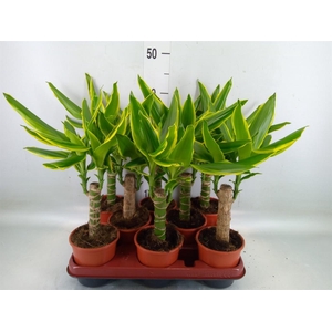 Dracaena frag. 'Golden Coast'