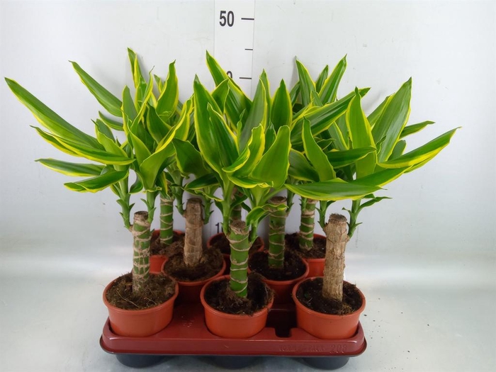 <h4>Dracaena frag. 'Golden Coast'</h4>