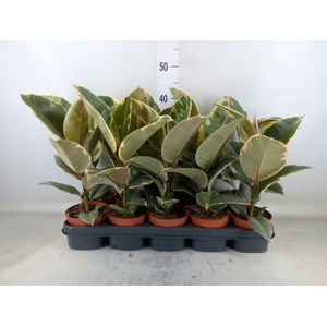 Ficus elastica 'Tineke'