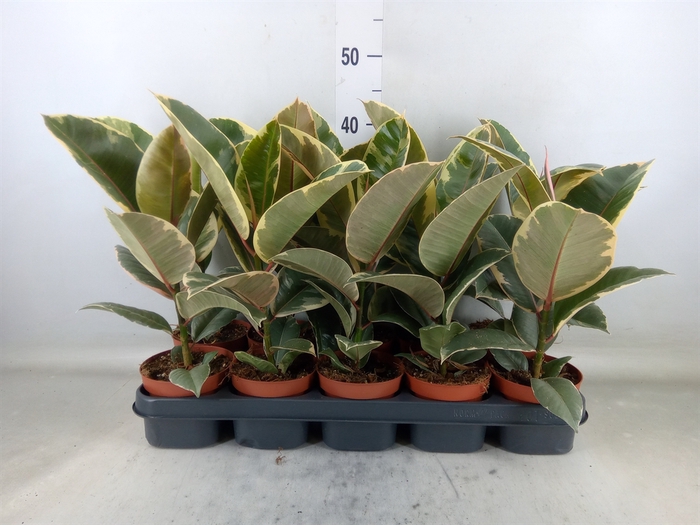 <h4>Ficus elastica 'Tineke'</h4>