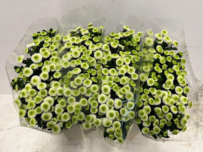 <h4>CHR S COLLIN</h4>