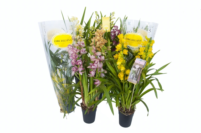 <h4>Cymbidium kleuren mix 3-4 tak</h4>