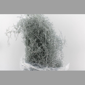 Asparagus Wilde White