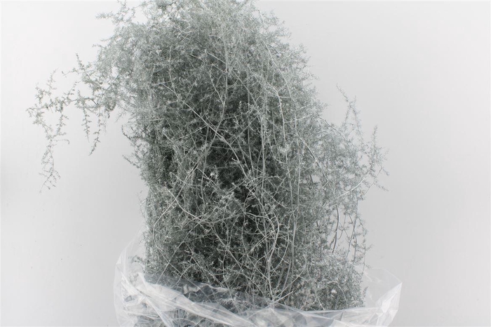 <h4>Asparagus Wilde White</h4>