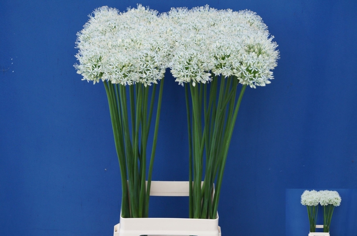 <h4>ALLIUM MOUNT EVEREST</h4>