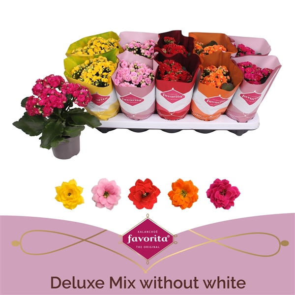 Kalanchoe Double Deluxe Mix - Zonder Wit