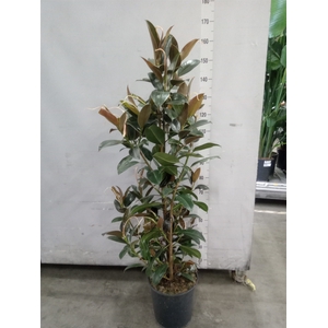 Ficus elastica 'Melany'