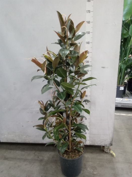 <h4>Ficus elastica 'Melany'</h4>