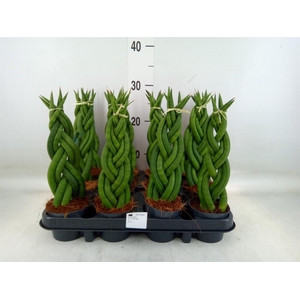 Sansevieria cyl.  ...