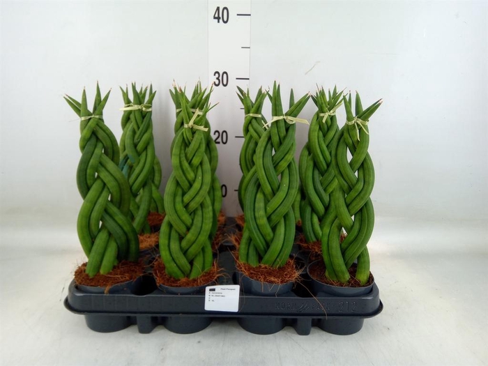 <h4>Sansevieria cyl.  ...</h4>
