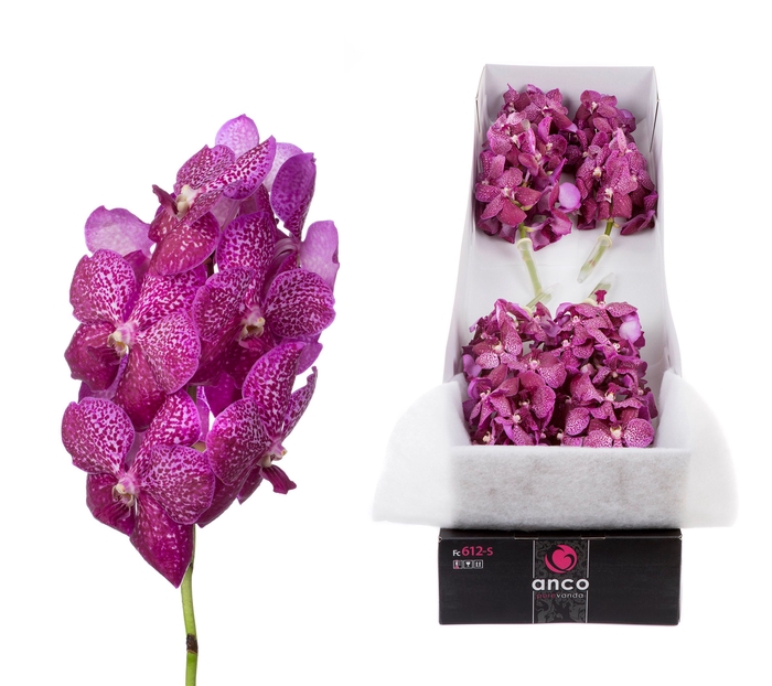 <h4>Vanda Magenta Glitter</h4>