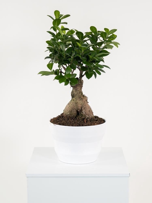 <h4>FIC MI GINSENG</h4>